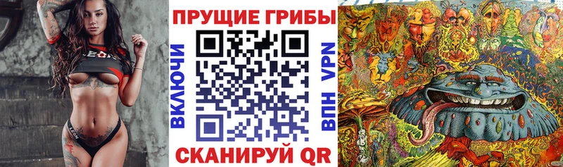 купить наркотики цена  мориарти клад  Галлюциногенные грибы Cubensis  Тогучин  OMG онион 